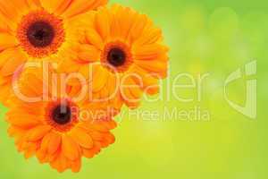 Orange flower on a green background