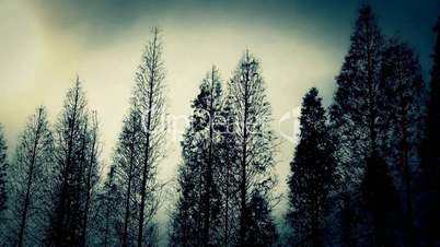 Trees crown sway in wind,metasequoia,Jungle,forest.