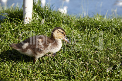 Kleines Entenküken auf Gras vor einem See