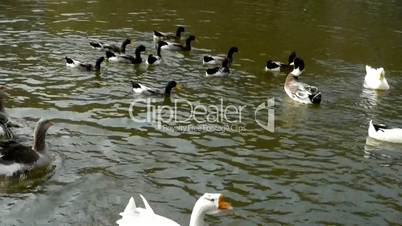 Ducks geese and swans swimming on water,lake.