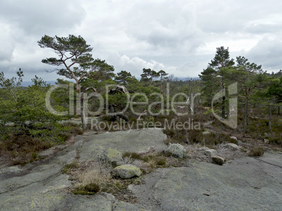 forest in norway