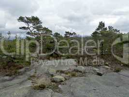 forest in norway