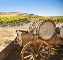 Grape Vineyard with Old Barrel Carriage Wagon.