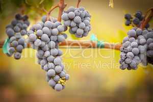Lush, Ripe Wine Grapes on the Vine