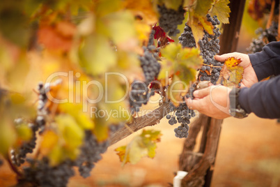 Farmer Inspecting His Ripe Wine Grapes