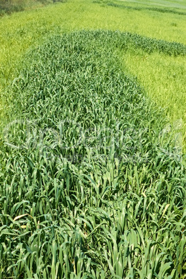 Green wheat on the field