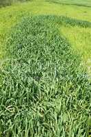 Green wheat on the field