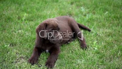 chocolate labrador is lying on the grass