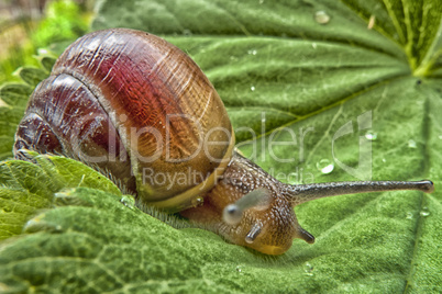 Schnecke auf einem Blatt