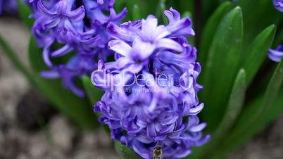 A bee and a Hyacinth