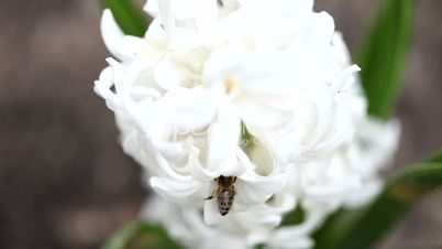 A bee and a Hyacinth