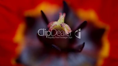 close up on the pistil and stamens of the red tulip