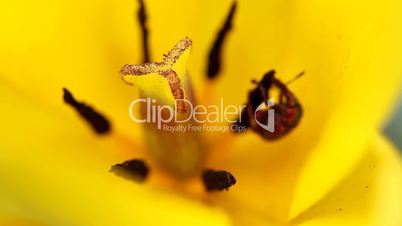 insect and tulip