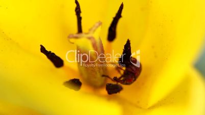 insect and tulip