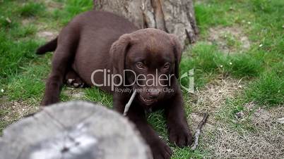 chocolate labrador is eating a twig