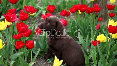 a puppy labrador on tulips