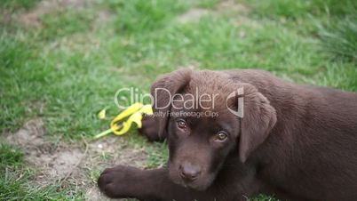 chocolate labrador is eating a tulip