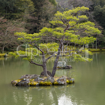 Japanese garden