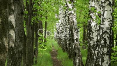 footpath  in the spring forest