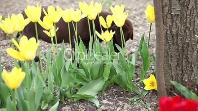 a puppy labrador on tulips