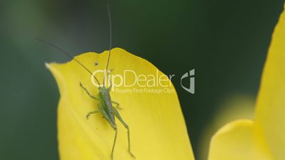grasshopper and tulip