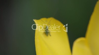 grasshopper and tulip