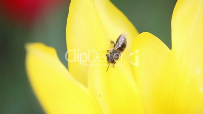 tulip and bee