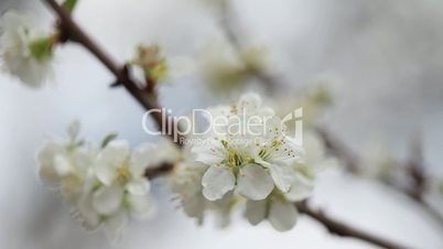 blossoming tree