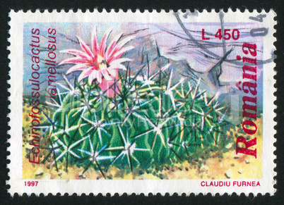 poststamp Cacti