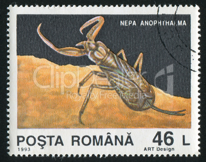 Nepa anophthalma