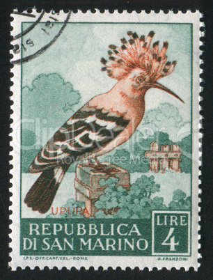 Hoopoe