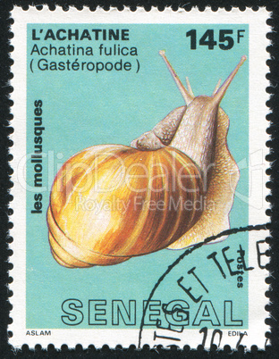 East African land snail