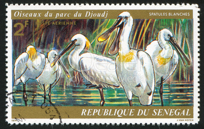 Spoonbills