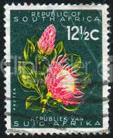 Protea flower