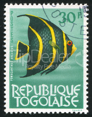 French angelfish