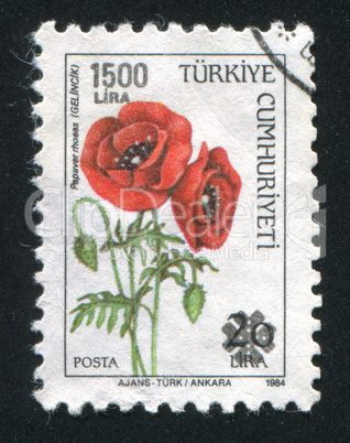 red poppy