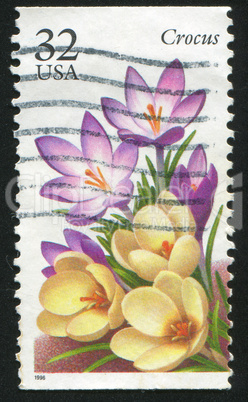 Crocus