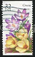 Crocus