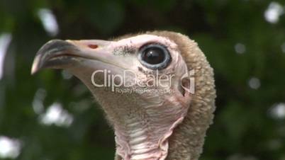 hooded vulture close up 01