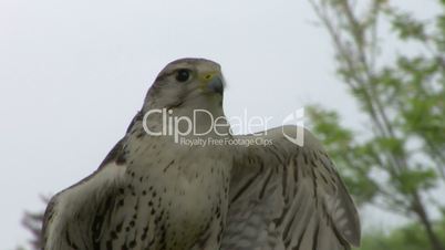 saker falcon close up 01