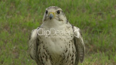 saker falcon close up 02