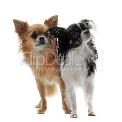 two chihuahuas