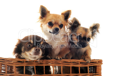 three chihuahua in a basket