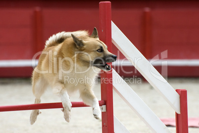 Icelandic Sheepdog in agility