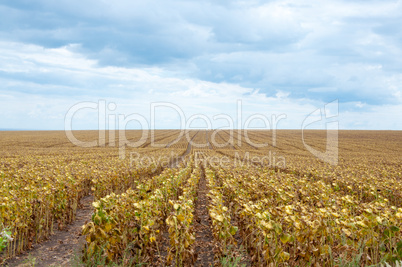 Dry sunflower field