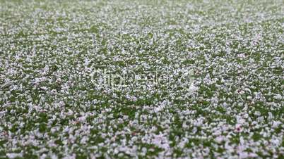 Pink petals flying in the wind and on the grass