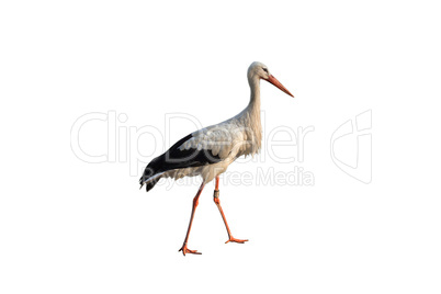 Stork