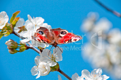 the butterfly , apple-tree flower