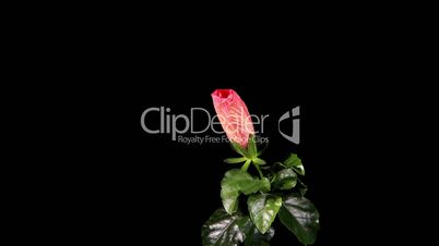 Blooming pink Hibiscus on a black background (Hibiscus Athens) (Time Lapse)