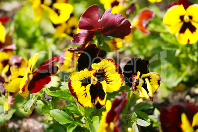 Heartsease, flower garden - close-up